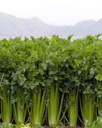 celery2