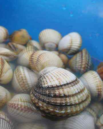 cockles