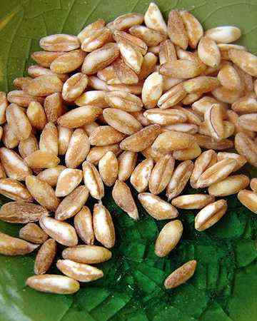 farro