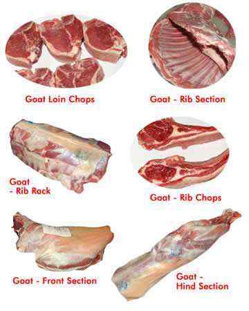 goat