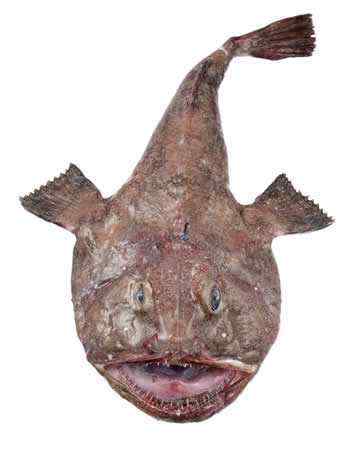 monkfish