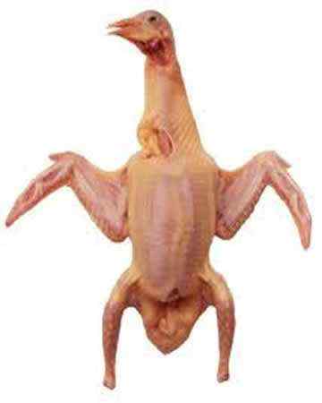pigeon