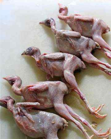 quail2