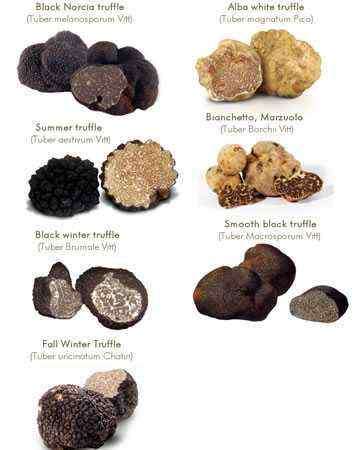 truffles