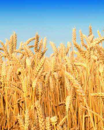 wheat