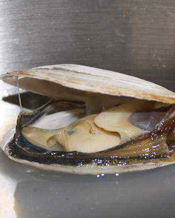 canadian-acadian-steamedclams