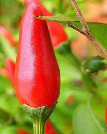 cayenne