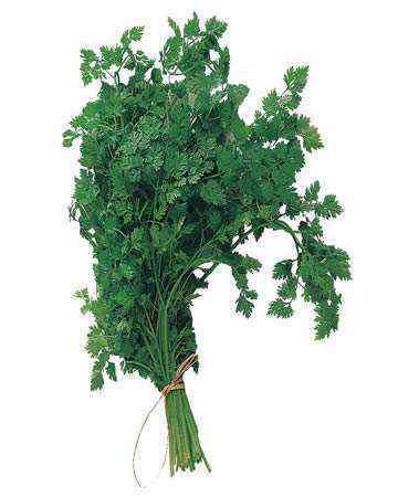 chervil