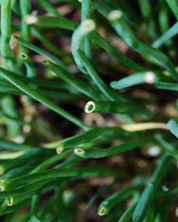 chives