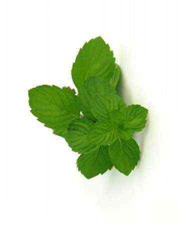 mint