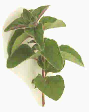 oregano