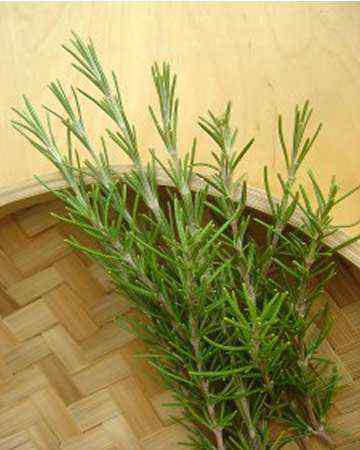 rosemary