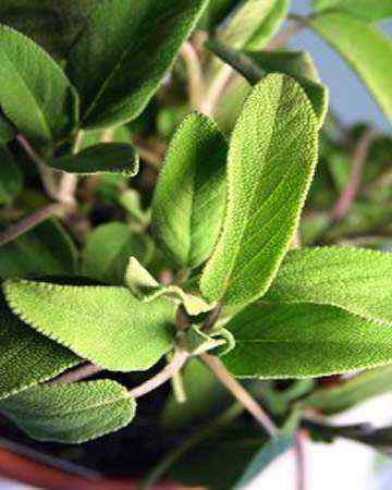 sage